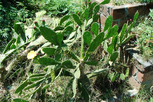  Plant with flowers